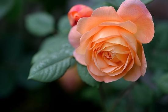 Đúng 18h ngày 5/11/2024, 3 con giáp một bước lên mây, GIÀU SANG ĐẠT ĐỈNH