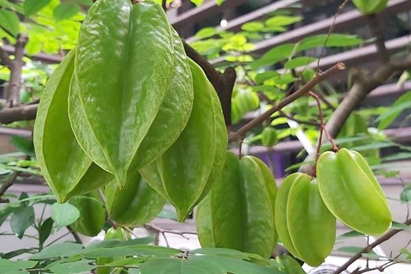 Vào rừng thấy quả nứt đôi này là phát tài, giá cao mấy cũng bán cháy hàng-4