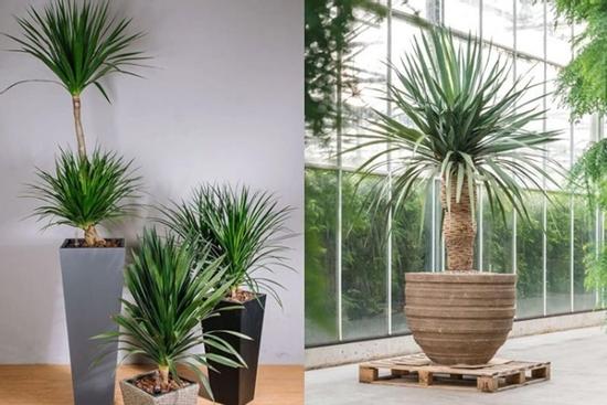 Người thuộc 2 mệnh này chớ trồng cây phát tài, nếu không muốn tiền của đội nón ra đi, 3 đời sau nghèo vẫn hoàn nghèo