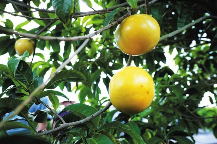 Cây dại mọc hoang khắp nơi thành báu vật, giá gần 700.000đ/kg-2