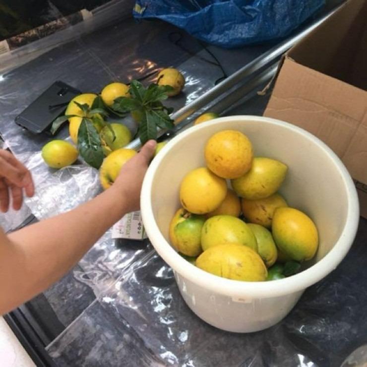 Cây dại mọc hoang khắp nơi thành báu vật, giá gần 700.000đ/kg-3