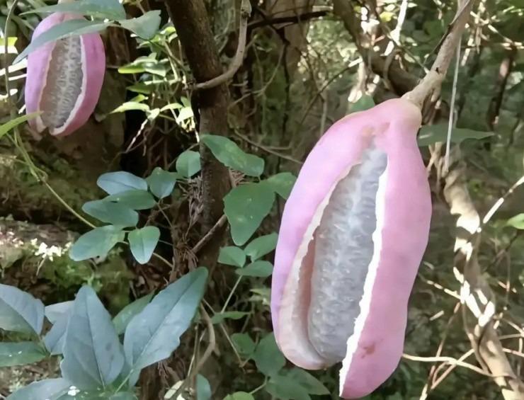 Vào rừng thấy quả nứt đôi này là phát tài, giá cao mấy cũng bán cháy hàng-1