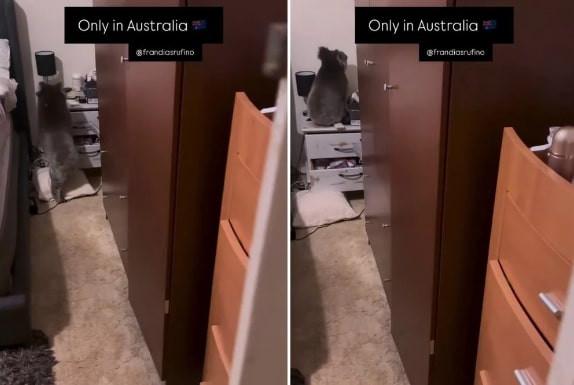 Phát hiện khách không mời trên giường ngủ, người phụ nữ sợ quên cả tiếng Anh-2