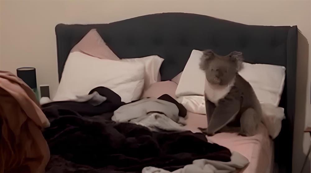 Phát hiện khách không mời trên giường ngủ, người phụ nữ sợ quên cả tiếng Anh-1