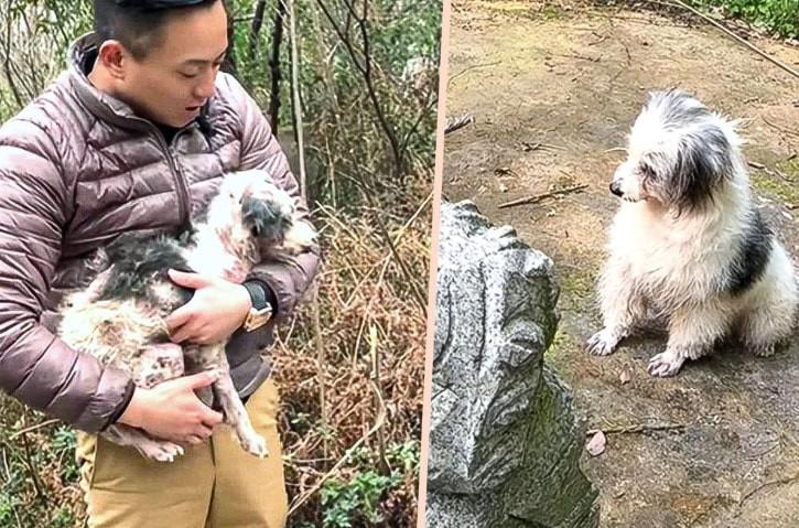 Chủ qua đời, chú chó dành 2 năm chỉ làm một việc khiến hàng nghìn người xúc động-1