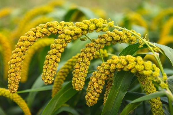 Loại hạt nhỏ thơm kiểm soát đường huyết cực tốt, người bệnh tiểu đường nên ăn để bổ sung dinh dưỡng, tăng cường sức khỏe-1