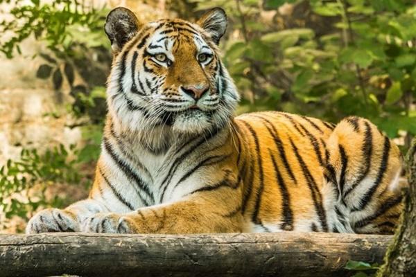 Đúng 6h sáng thứ Ba 26/11/2024, 3 con giáp hóa Rồng hóa Phượng, hưng thịnh rực rỡ-2