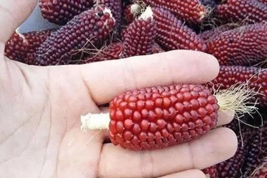 Ngô lai dâu tây giống như sản phẩm của AI, bán đắt như tôm tươi