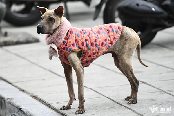 Người Hà Nội co ro trong giá lạnh đầu mùa-4