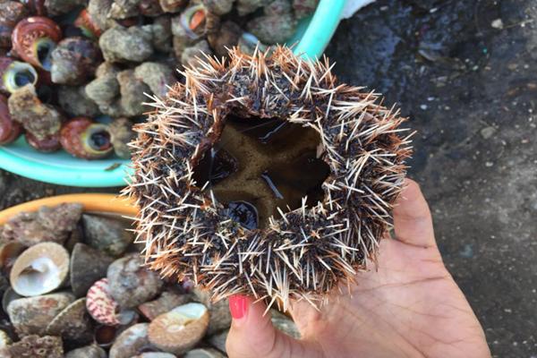 Món nhân sâm biển có đầy ở Phú Quốc được giới thượng lưu Nhật cực yêu thích-1