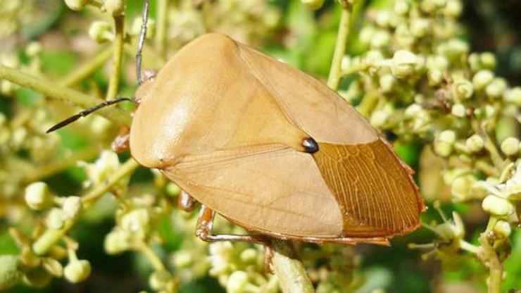 Loài vật bé tí hôi rình, bán giá 400.000 đồng vẫn đắt hàng-3