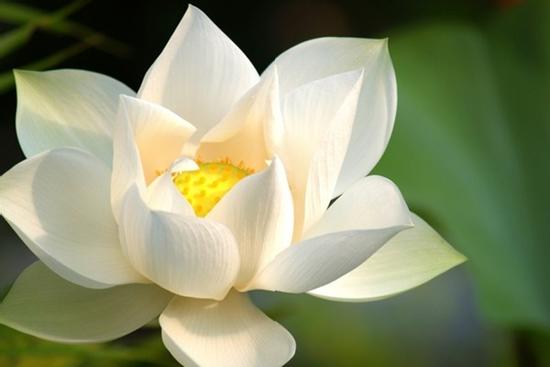 Từ ngày 1/12 đến 11/12, 3 con giáp nhà đầy tiền của, đếm sái cả tay