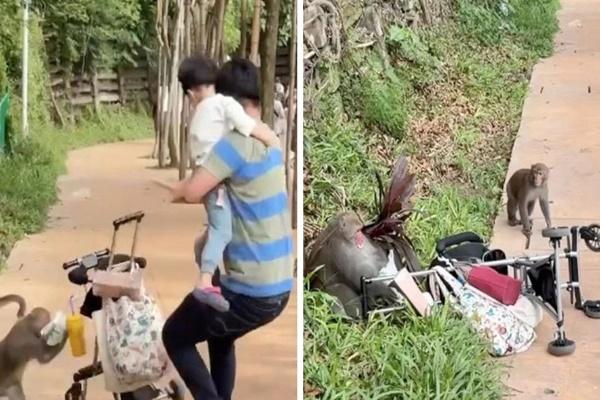 Hình ảnh cá sấu da bọc xương sống thoi thóp trong vườn thú gây sốc-4