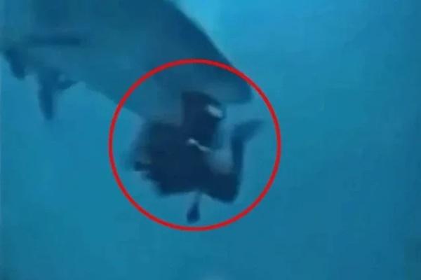 Bị cá mập tấn công giữa Biển Đỏ, du khách tử vong thương tâm-2