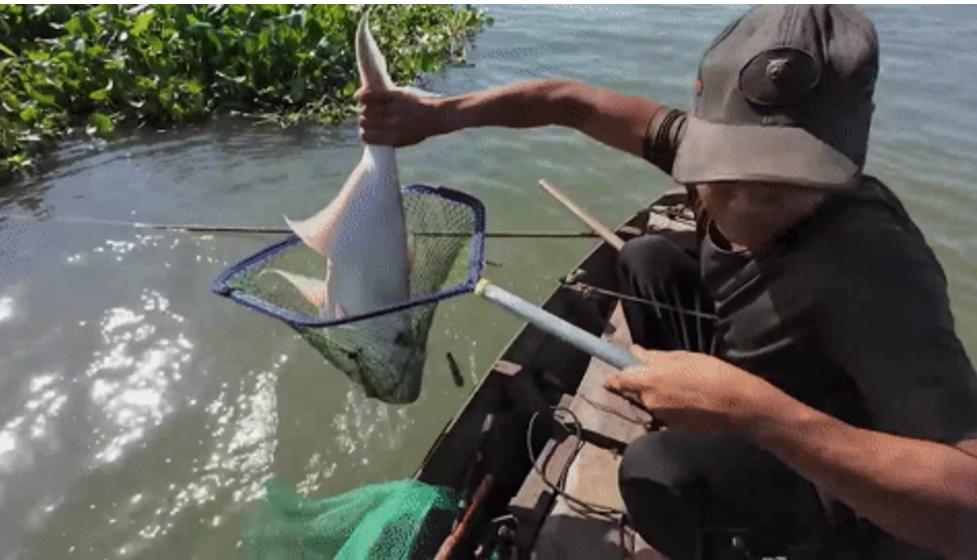 Cá vồ kho là món gì mà Lê Tuấn Khang mời 9 triệu người thưởng thức?-2