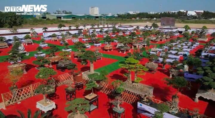 Loạt cây cảnh giá bằng cả căn chung cư hội tụ ở Hà Nội-3