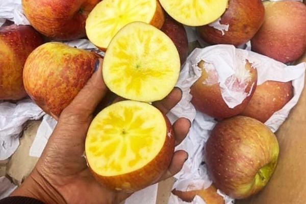 Loại trái cây giống hệt táo Ninh Thuận nhưng giá bán gấp cả chục lần-3