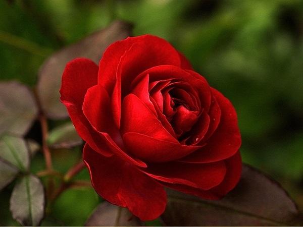 3 ngày cuối tuần (6 - 8/12/2024), 3 con giáp ngửa mặt hứng tiền, vận đỏ chạm nóc-1