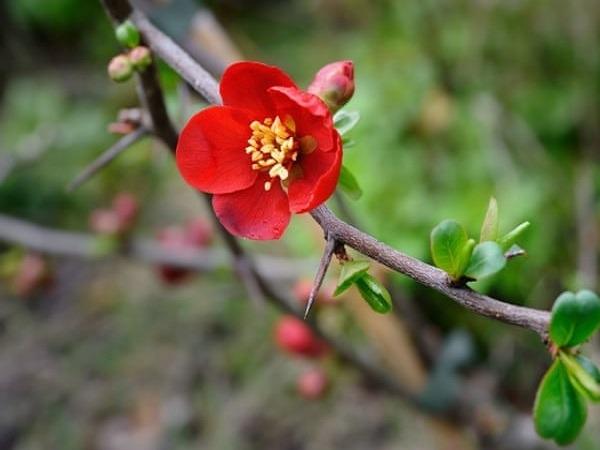 3 con giáp bội thu tiền bạc từ ngày 8/12 đến ngày 28/12, CÁ CHÉP HÓA RỒNG, làm gì cũng có LỘC-1