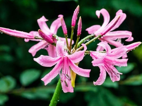 3 con giáp bội thu tiền bạc từ ngày 8/12 đến ngày 28/12, CÁ CHÉP HÓA RỒNG, làm gì cũng có LỘC-2