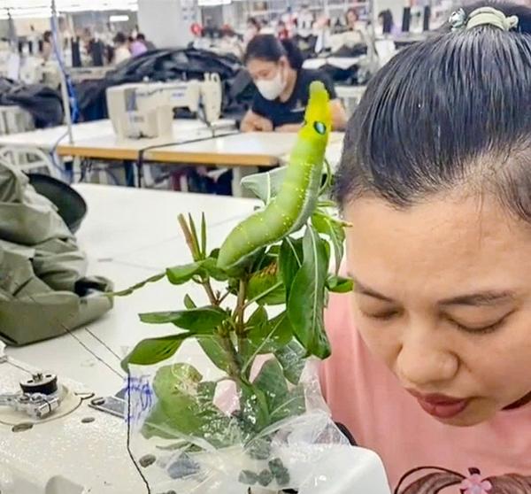 Nữ công nhân ở Hà Nam có ‘thú cưng’ đặc biệt, cả công ty xôn xao-1