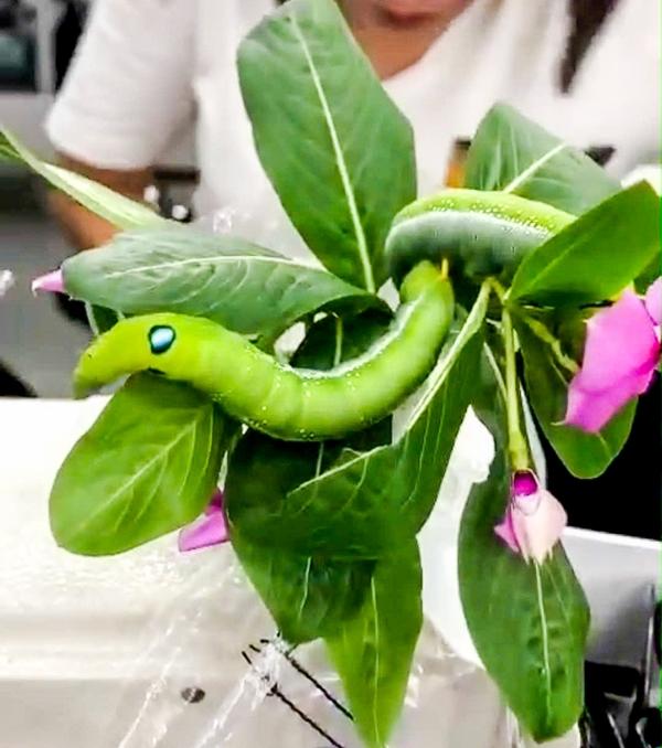 Nữ công nhân ở Hà Nam có ‘thú cưng’ đặc biệt, cả công ty xôn xao-2