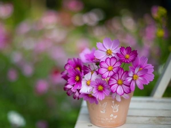 Từ ngày 7 - 17/12, 3 con giáp nhà đầy tiền của, đếm sái cả tay-1