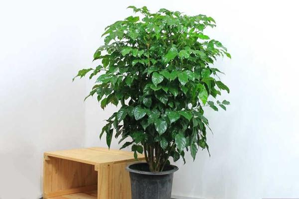 Những cây phong thủy kích hoạt vượng khí và mang lại may mắn cho người mang mệnh dưới đây-8