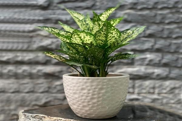 Những cây phong thủy kích hoạt vượng khí và mang lại may mắn cho người mang mệnh dưới đây-6