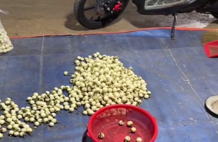 Không dự AFF Cup 2024, tuyển thủ Việt Nam về bán dưa cà-1