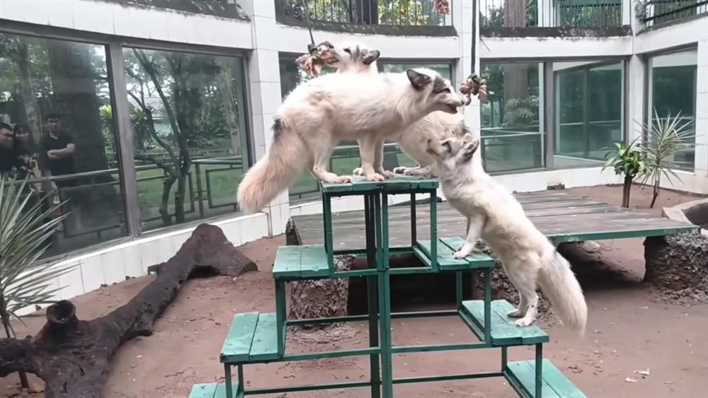 Thảo Cầm Viên lại gây sốt: Xuất hiện loài vật thuộc dòng họ hồ ly, dân tình thi nhau khen quyến rũ-1