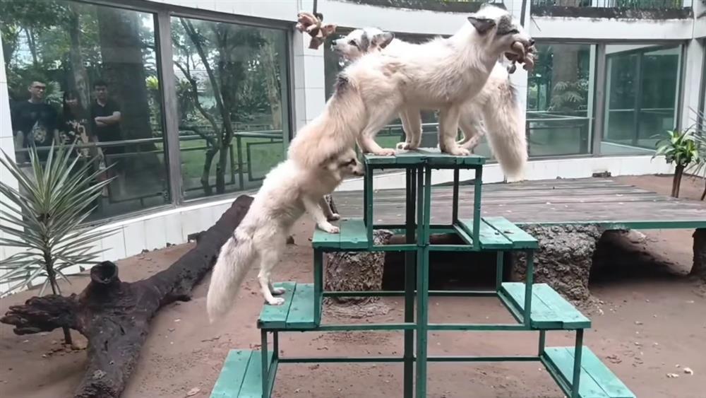 Thảo Cầm Viên lại gây sốt: Xuất hiện loài vật thuộc dòng họ hồ ly, dân tình thi nhau khen quyến rũ-2