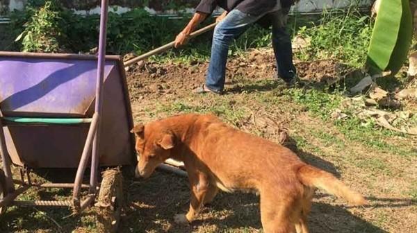 Chú chó ở Thái Lan nằm khóc trong tang lễ của chủ rồi qua đời, ai cũng xúc động-2