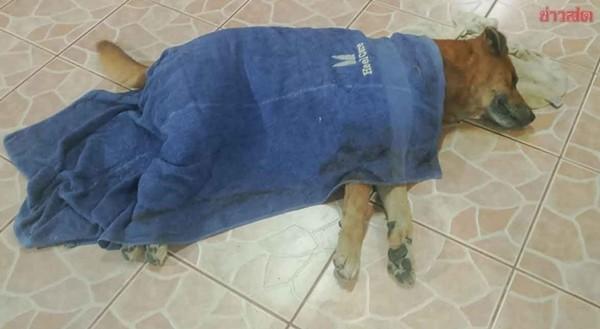 Chú chó ở Thái Lan nằm khóc trong tang lễ của chủ rồi qua đời, ai cũng xúc động-1