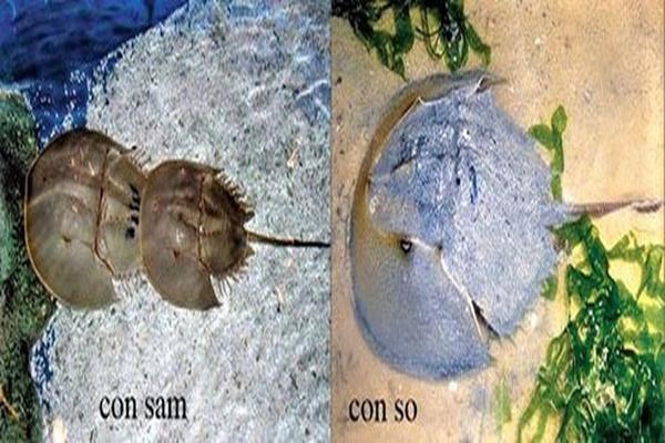 Công bố nguyên nhân vụ ngộ độc khiến 2 người tử vong sau bữa tiệc ở Hà Nội-2