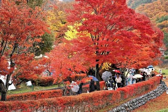 Đến Nhật Bản, ngắm cảnh sắc mùa thu lá đỏ, lá vàng đẹp như tranh vẽ