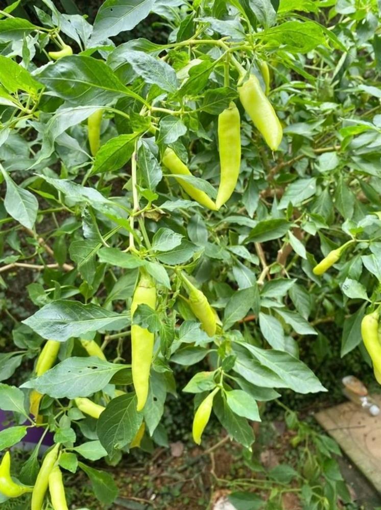 Cơ ngơi triệu đô của sao Việt: Nhà vườn hơn 1.000m2 của NSND Thanh Hoa có gì?-7