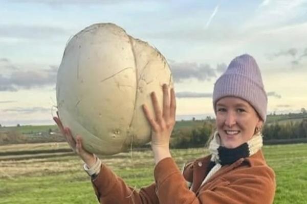 Nấm cô dâu giá đắt đỏ vẫn được đại gia tìm mua-1