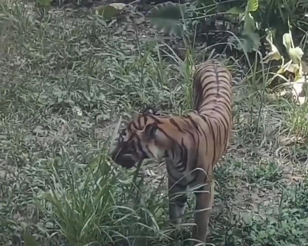 Hình ảnh cá sấu da bọc xương sống thoi thóp trong vườn thú gây sốc-3