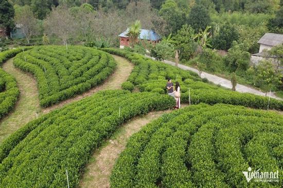 Thái Nguyên phát triển các sản phẩm gắn với vùng chè, thu hút khách du lịch