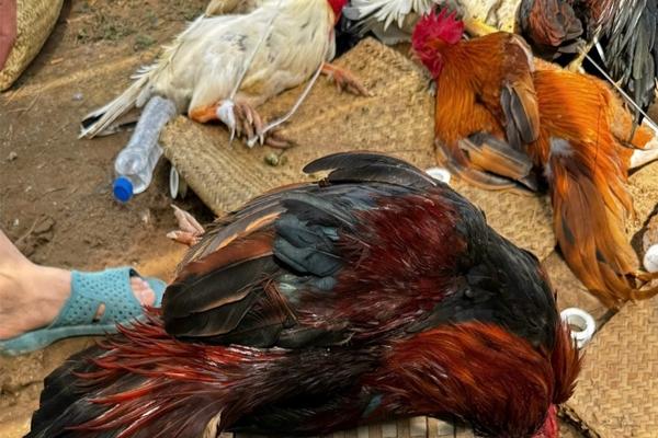 Lai lịch bất hảo của trùm giang hồ Hiếu xì-po ở An Giang-3