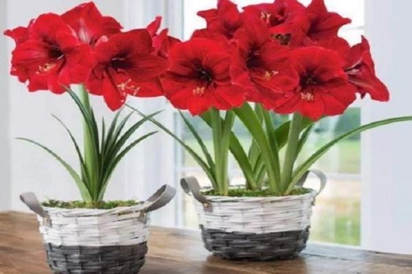 Cách tăng dương khí cho ngôi nhà trong phong thủy-3