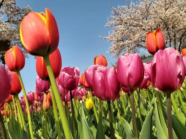 3 ngày cuối cùng tháng 12 (29-31/12), 3 con giáp kiếm tiền dễ dàng, PHÚ QUÝ giàu sang-1