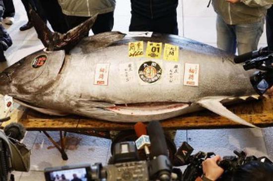 Con cá nặng 276kg giá 33 tỷ đồng, người đàn ông vẫn xuống tiền mua