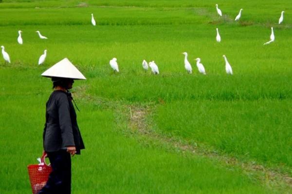 Con dâu bị nghi ngờ đầu độc cả gia đình chồng-2