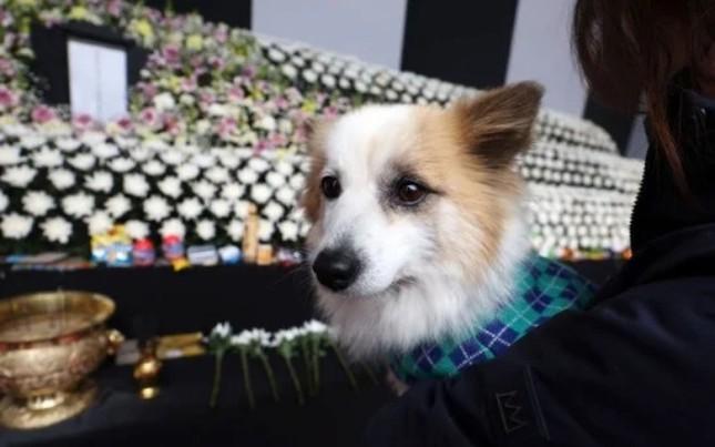 Chú chó có chủ mất trong vụ máy bay Jeju Air hành xử lạ khi dự lễ tưởng niệm-2