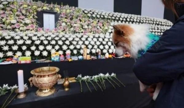 Chú chó có chủ mất trong vụ máy bay Jeju Air hành xử lạ khi dự lễ tưởng niệm-3