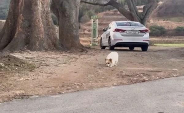 Chú chó có chủ mất trong vụ máy bay Jeju Air hành xử lạ khi dự lễ tưởng niệm-1